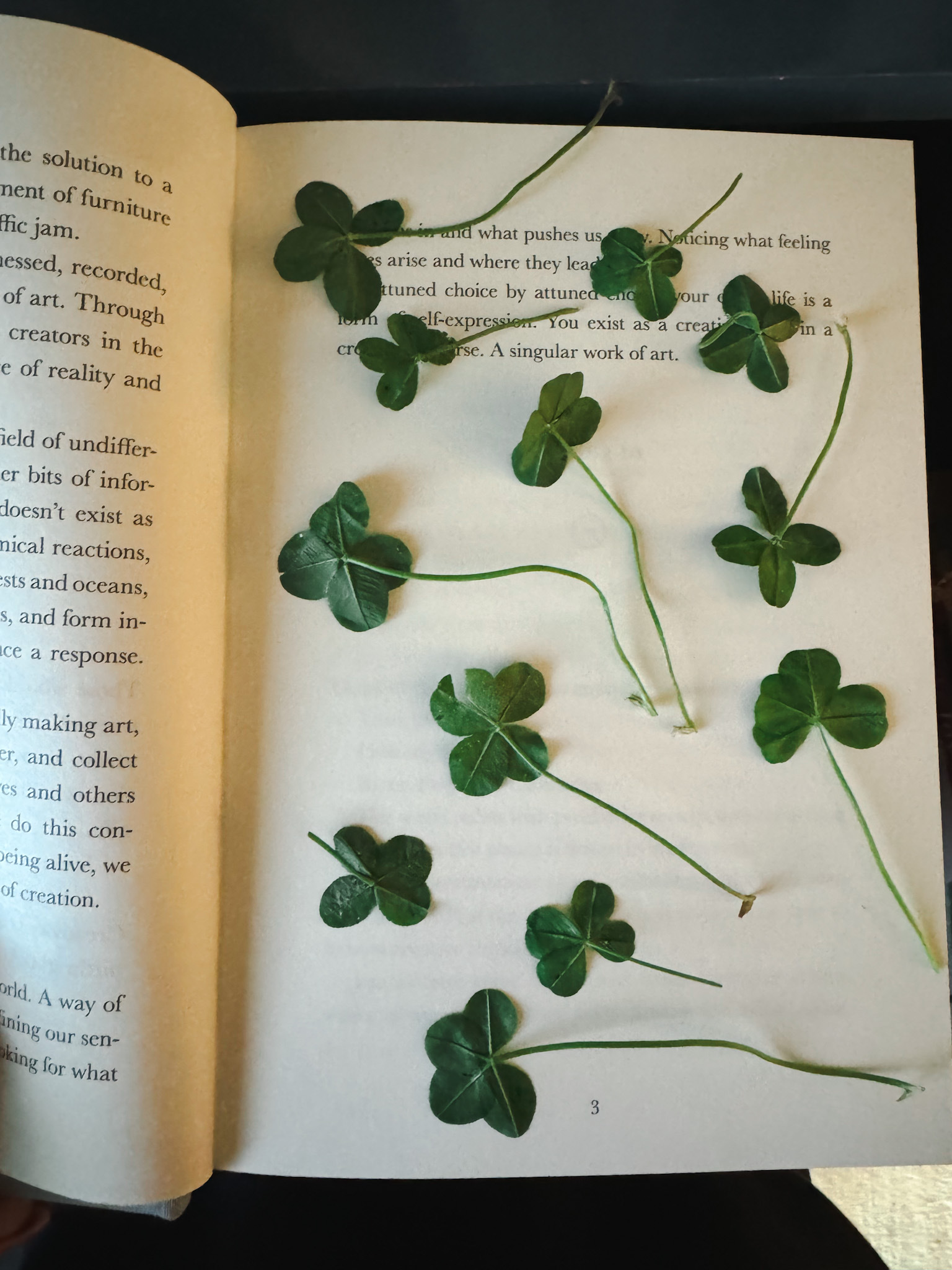 A collection of four-leaf clovers tucked into a book